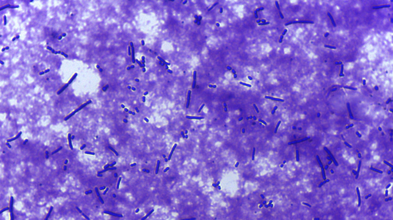 Vue au microscope des bactéries lactobacilles colorées en violet