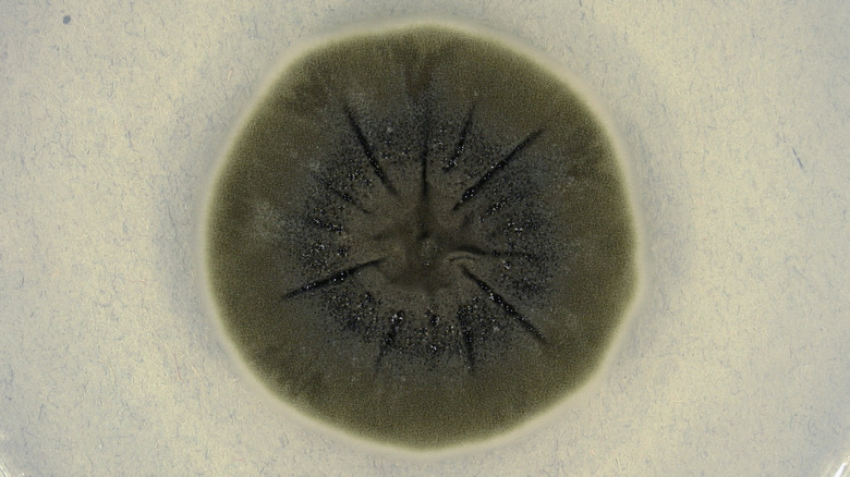 Une boîte de Pétri contenant une colonie de Cladosporium sphaerospermum.