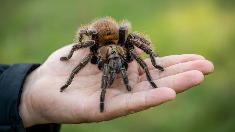 Main tendue blanche tenant une araignée tarentule