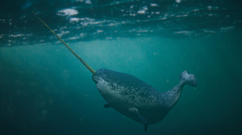 Un narval nageant dans les eaux arctiques autour du parc national Sirmilik.