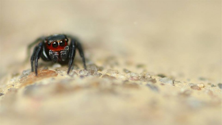 Evarcha ignea, un autre type d'araignée sauteuse vampire, en Afrique du Sud