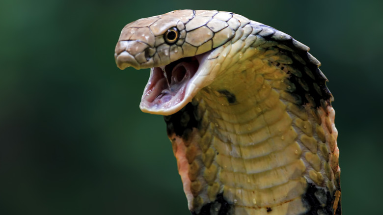 Gros plan de la tête du cobra royal