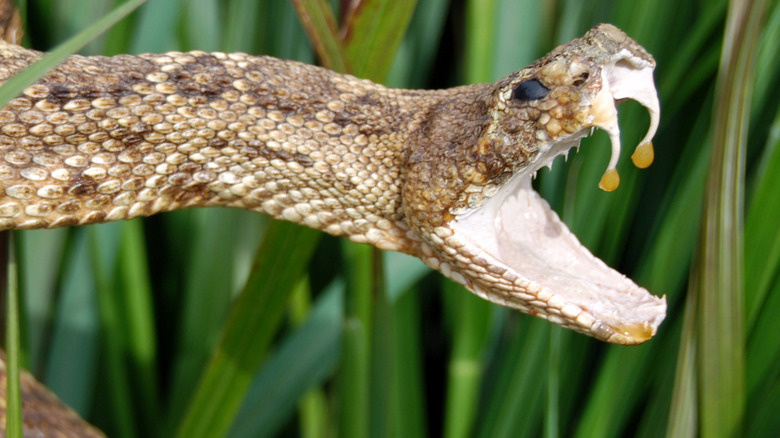 Close up de crocs de serpents à sonnettes