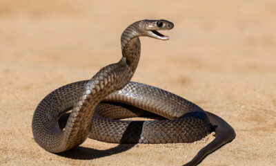 La science explique comment les serpents peuvent encore vous mordre après la mort