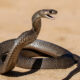 La science explique comment les serpents peuvent encore vous mordre après la mort