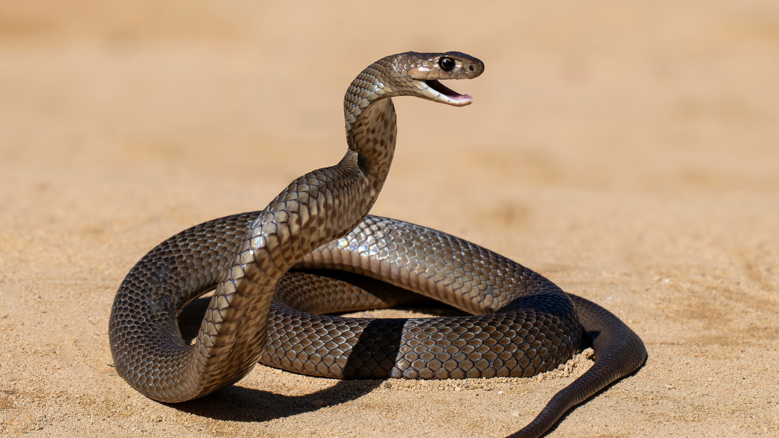 La science explique comment les serpents peuvent encore vous mordre après la mort