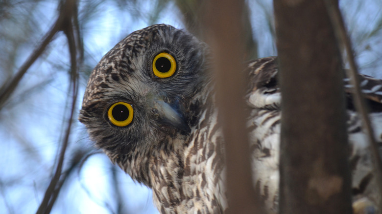 Le puissant hibou d'Australie regarde à travers ses grands yeux jaunes depuis les arbres.