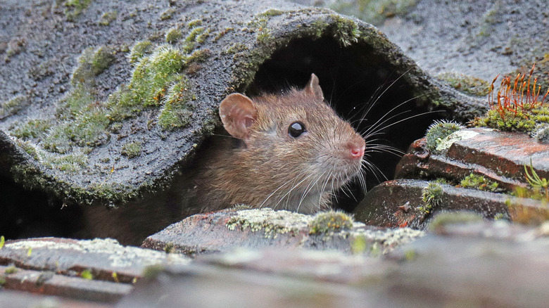Un rat surmulot sort la tête pour regarder autour de lui.