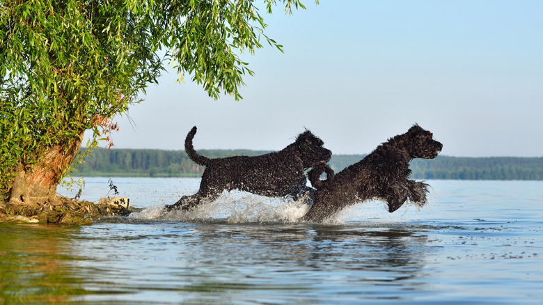 Deux chiens noirs barbotent dans un lac.
