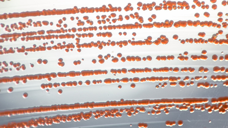Gros plan de Serratia marcescens dans une boîte de Pétri