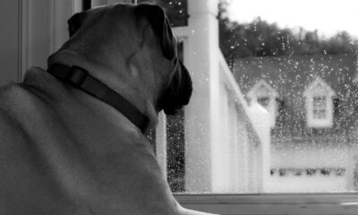 Mythe ou mystère : les chiens peuvent-ils vraiment sentir une tempête imminente ?