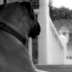 Mythe ou mystère : les chiens peuvent-ils vraiment sentir une tempête imminente ?