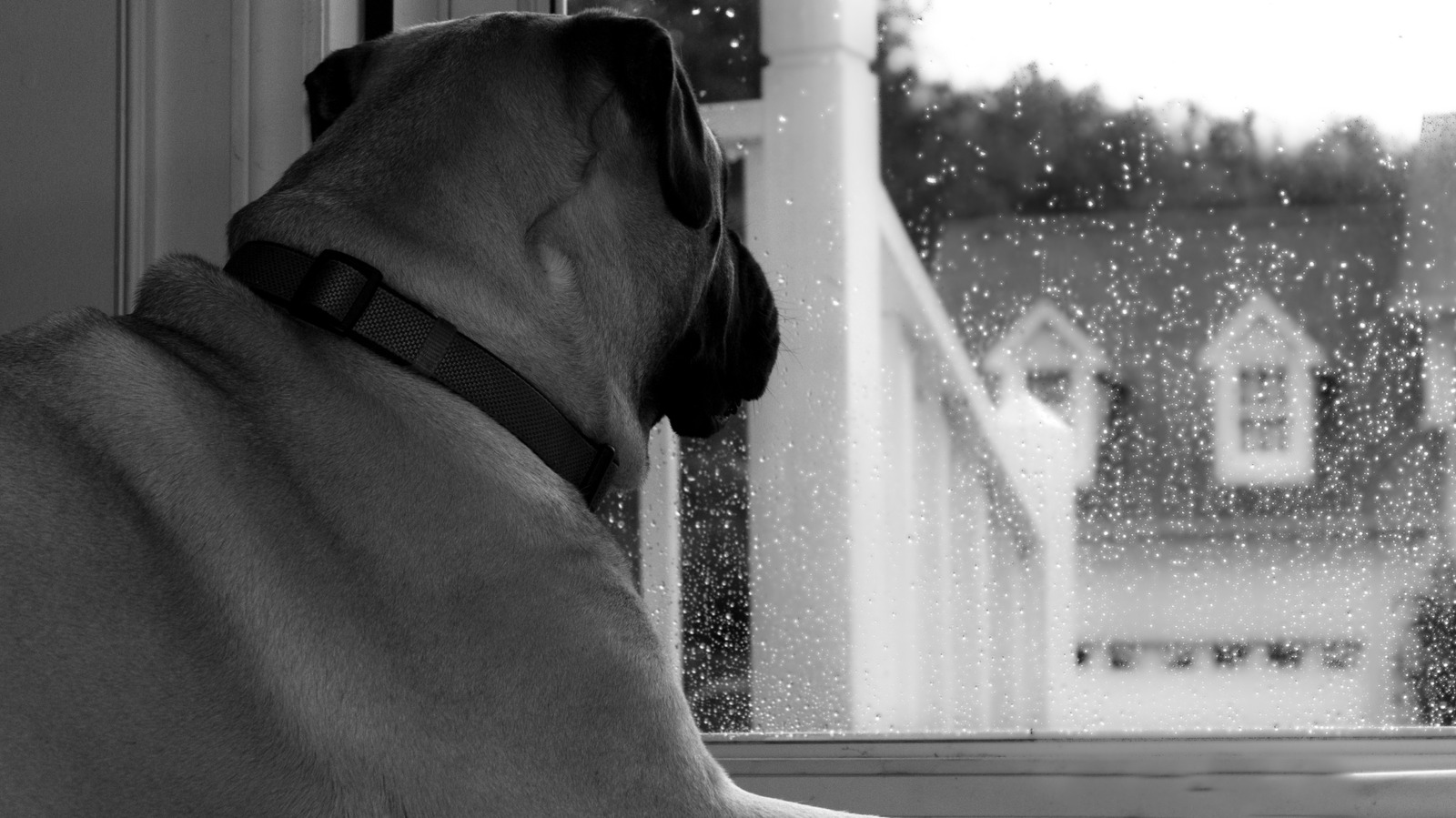 Mythe ou mystère : les chiens peuvent-ils vraiment sentir une tempête imminente ?