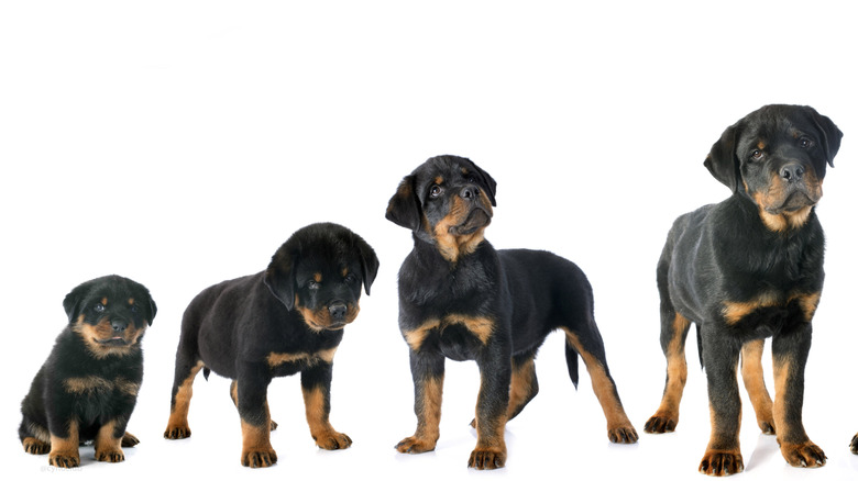 Chiot Rottweiler à différents stades de croissance