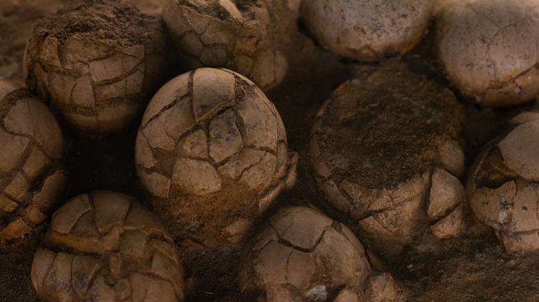 Œufs fossilisés fêlés