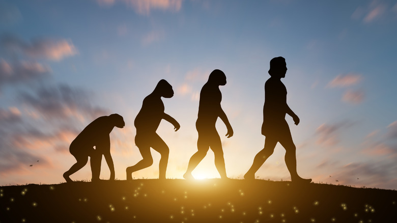 quatre silhouettes marchant en ligne contre le soleil, commençant par un singe quadrupède et dirigées par l'homo sapiens