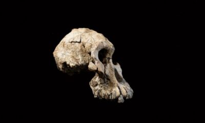 Les scientifiques affirment que ce visage vieux de 3,8 millions d’années a résolu un mystère majeur de l’évolution humaine