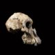 Les scientifiques affirment que ce visage vieux de 3,8 millions d’années a résolu un mystère majeur de l’évolution humaine