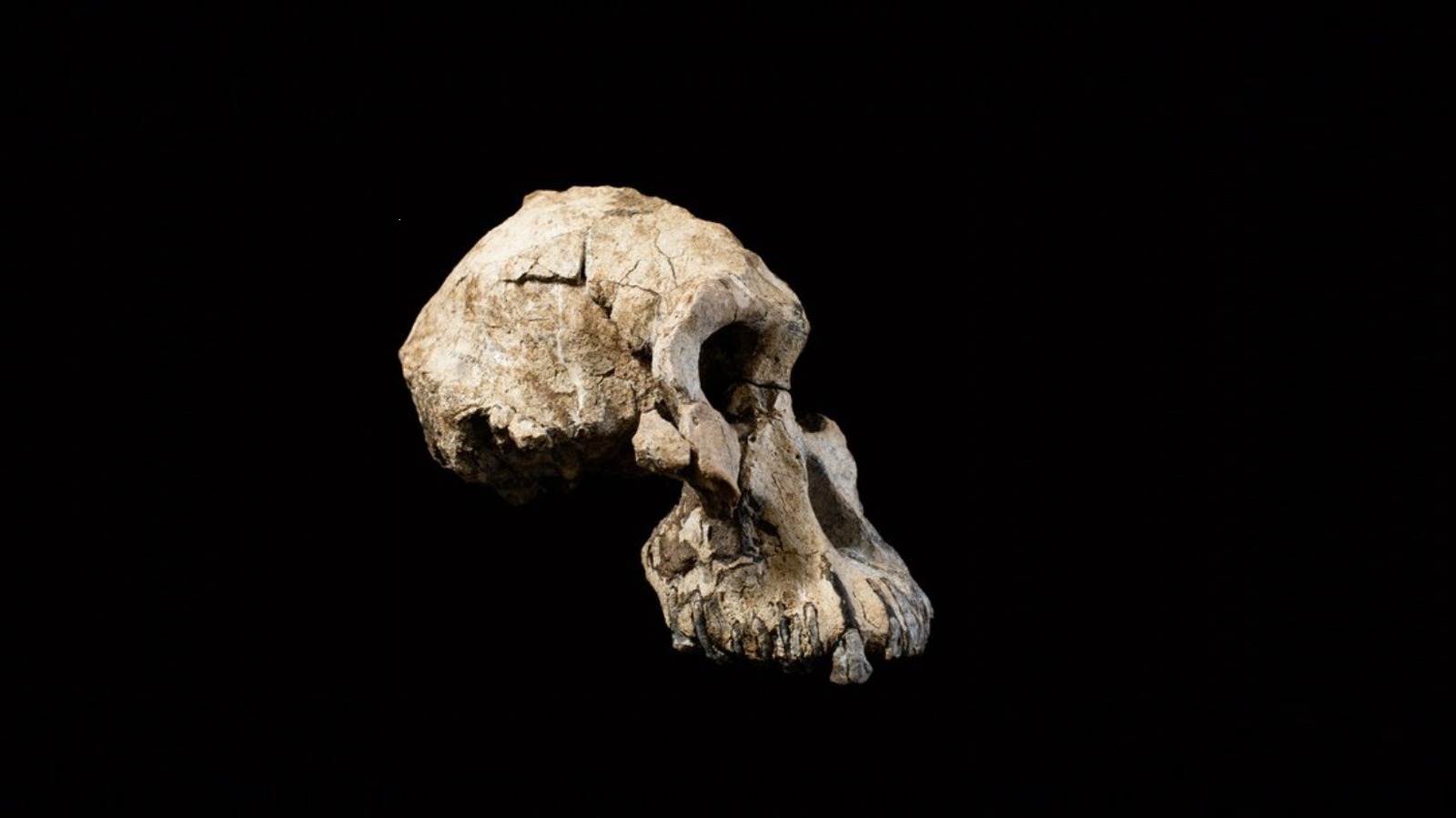 Les scientifiques affirment que ce visage vieux de 3,8 millions d’années a résolu un mystère majeur de l’évolution humaine