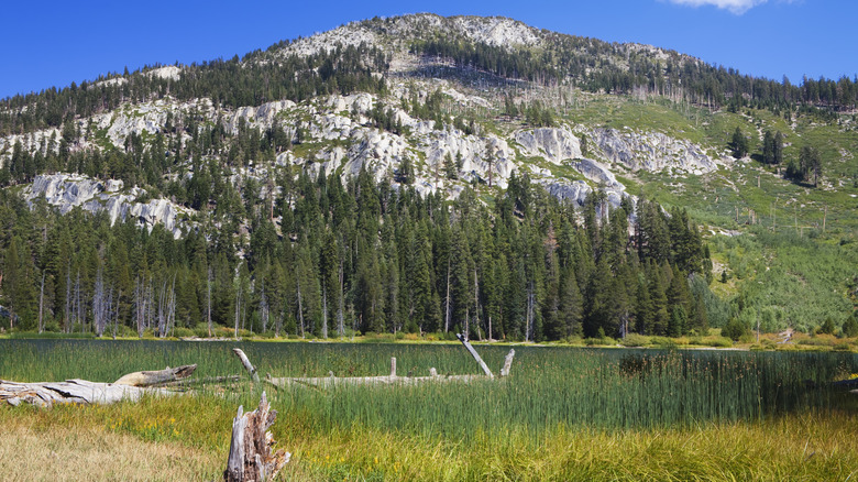 Vallées, forêts et montagnes du parc national Devils Postpile, près de Mammoth Mountain.