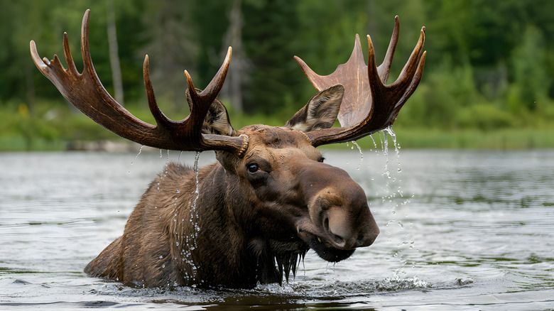 un élan dans une rivière