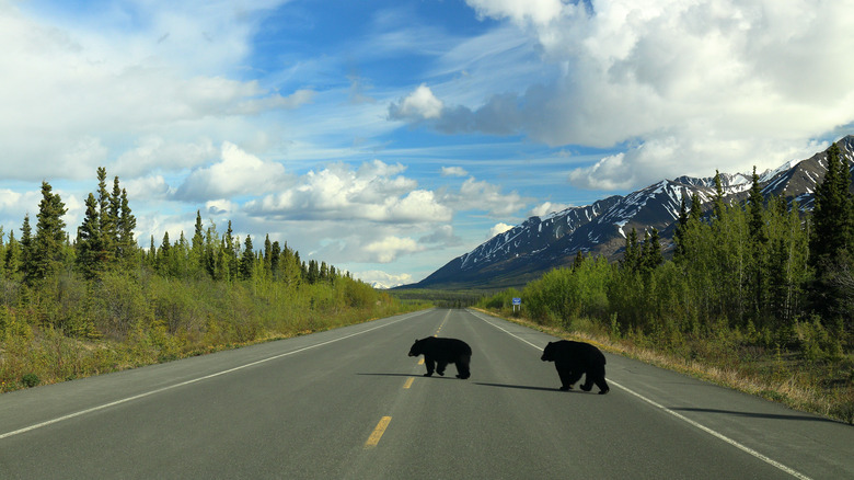 Ours noirs traversant la route de l’Alaska à côté du parc national et réserve de parc national Kluane.