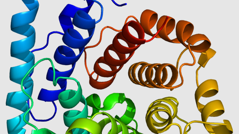 Rendu 3D de protéines C3 en forme de longues boucles en boucle