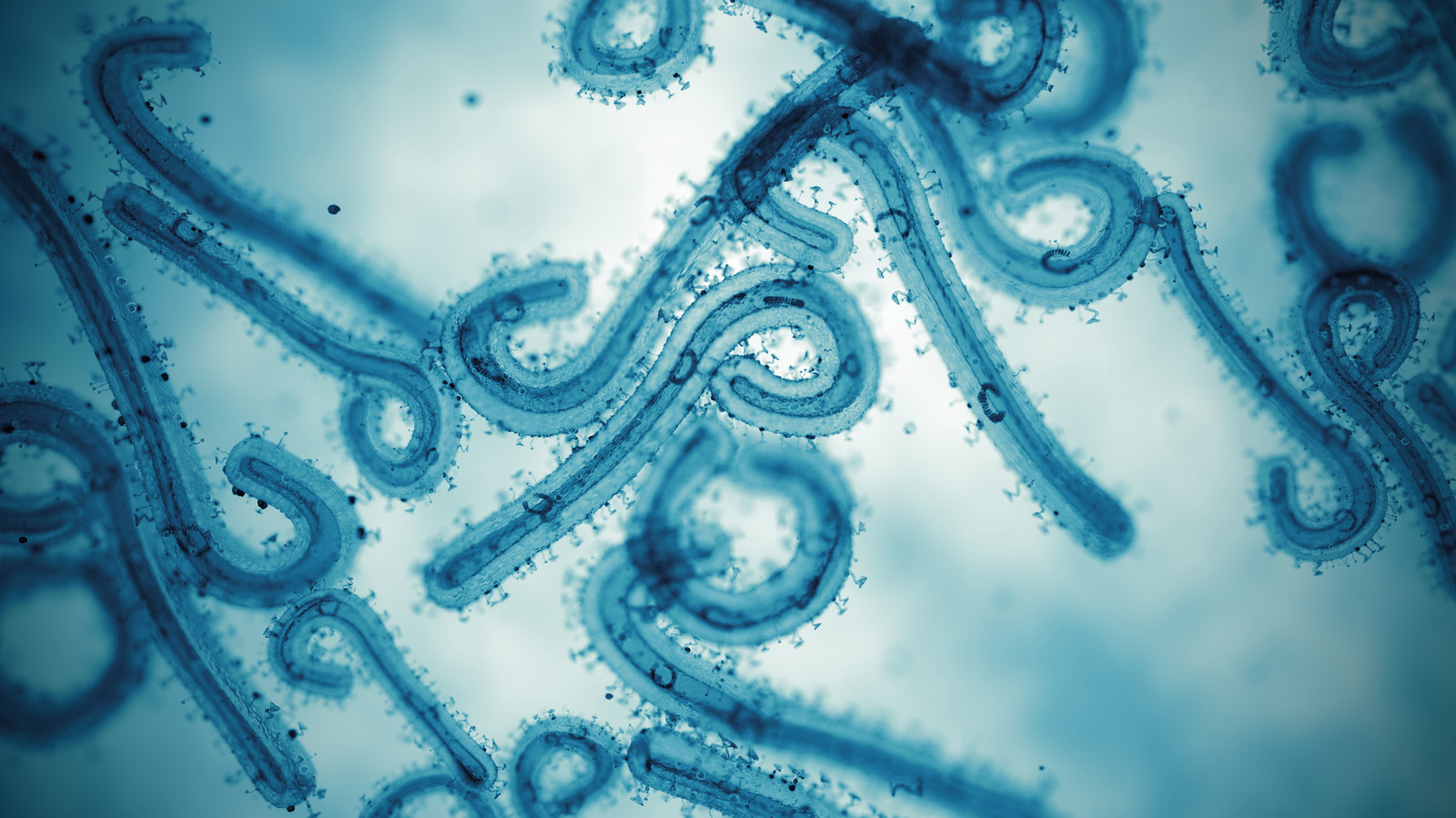 En 1967, des travailleurs de laboratoire manipulant des singes importés ont commencé à tomber malades. Les scientifiques ont découvert un nouveau virus mortel