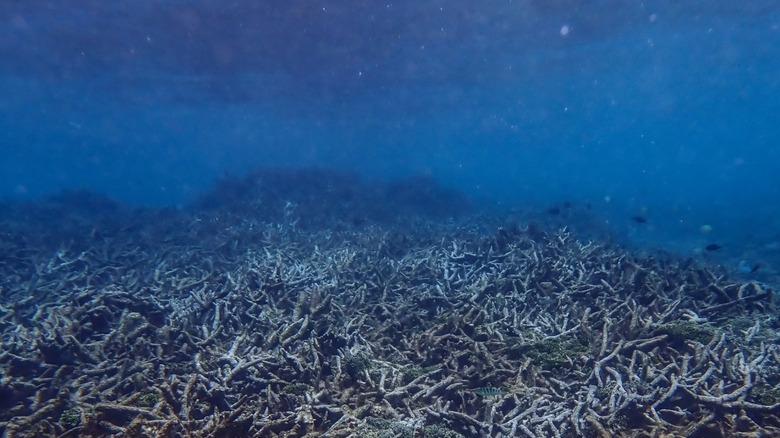 Acropora mort dans les eaux entourant Guam