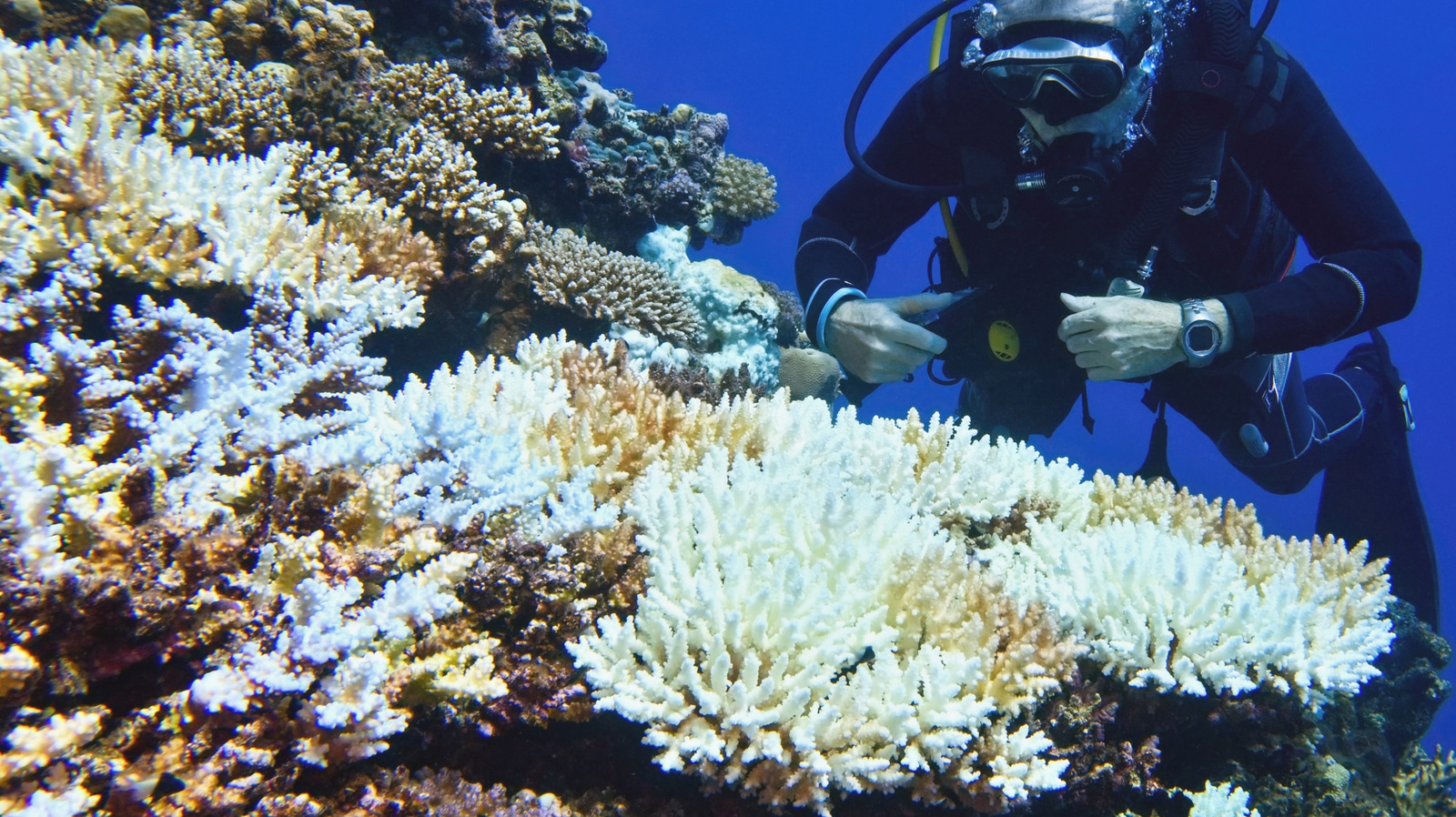 L'armée américaine fait des ravages sur les récifs coralliens du Pacifique et en construit des artificielles plus près de chez elle