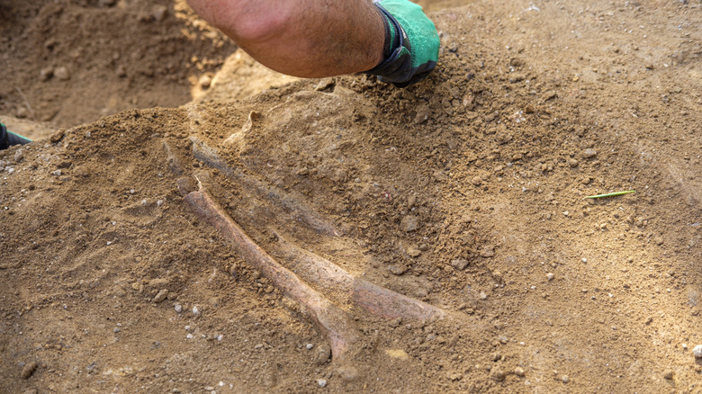 Site de fouilles archéologiques avec os fossile exposé