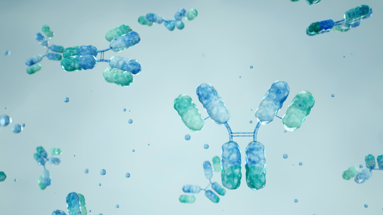 Visualisation d'anticorps monoclonaux microscopiques