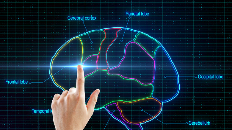 Représentation graphique d'un cerveau montrant les différentes zones cérébrales