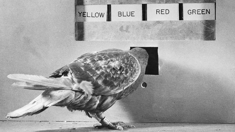 BF Skinner entraîne un pigeon à faire correspondre une lumière colorée avec le panneau coloré correspondant pour obtenir de la nourriture