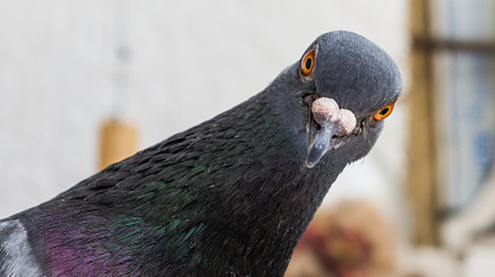 Comment l'armée américaine a entraîné des pigeons pour guider les missiles pendant la Seconde Guerre mondiale