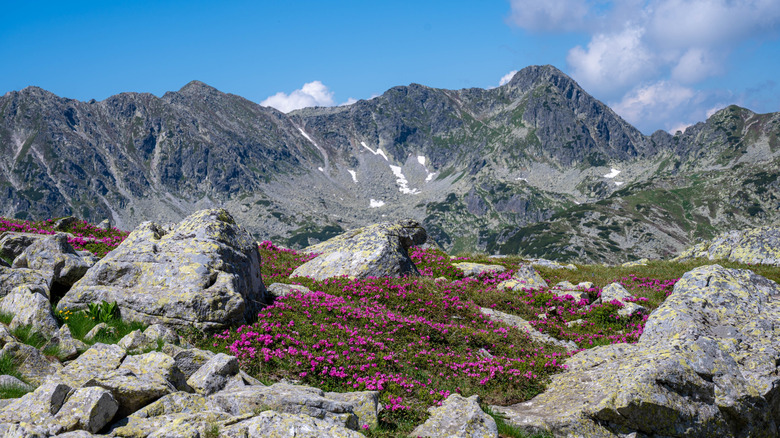 Fleurs de rhododendrons entourées de sommets de granit