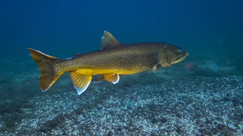 touladi dans le lac Michigan