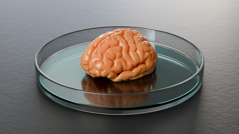 Modèle de cerveau dans une boîte de Pétri