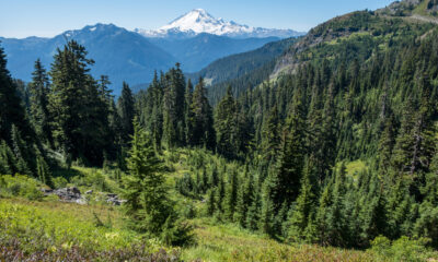 Les touristes sont tellement coincés dans le parc national du Mont Rainier qu’ils négligent ce joyau forestier pittoresque