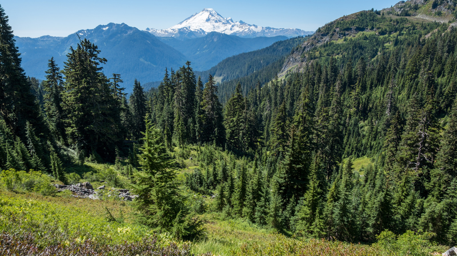 Les touristes sont tellement coincés dans le parc national du Mont Rainier qu’ils négligent ce joyau forestier pittoresque