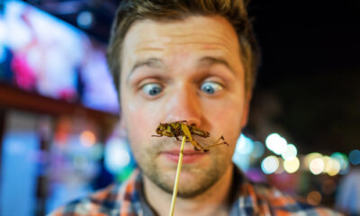 Les scientifiques disent que ces dents anciennes peuvent expliquer pourquoi les humains hésitent tant à manger des insectes