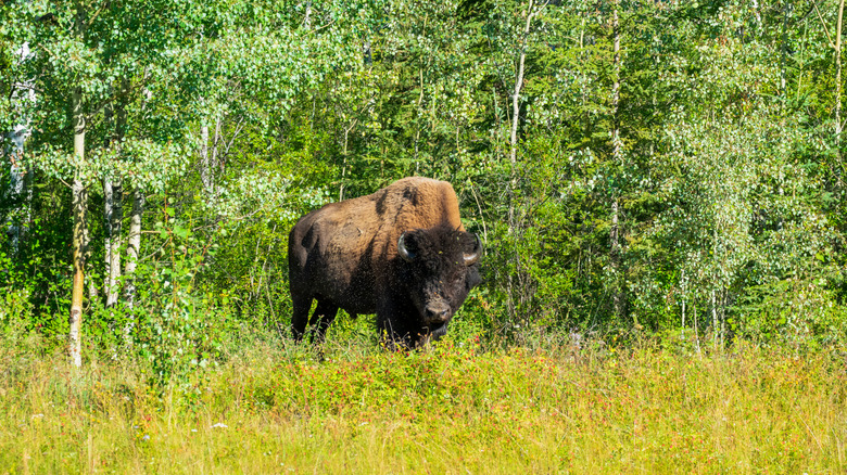 Bison des bois paissant dans un pré jaune contre des arbres verts
