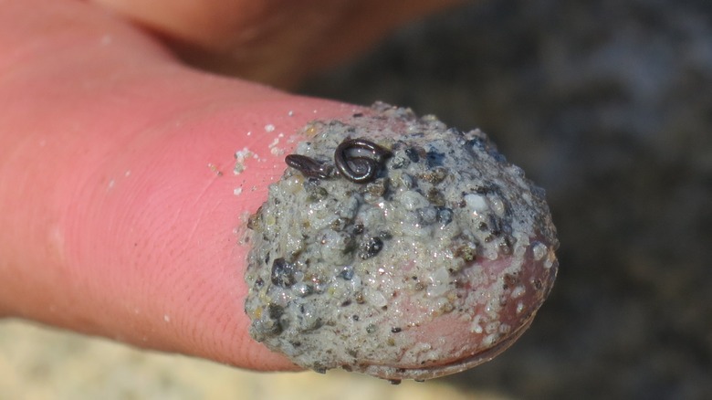 Un véritable ver de glace (Mesenchytraeus solifugus) sur un doigt