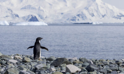 Les crottes de pingouins ont un effet inattendu sur le ciel de l'Antarctique