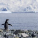 Les crottes de pingouins ont un effet inattendu sur le ciel de l'Antarctique
