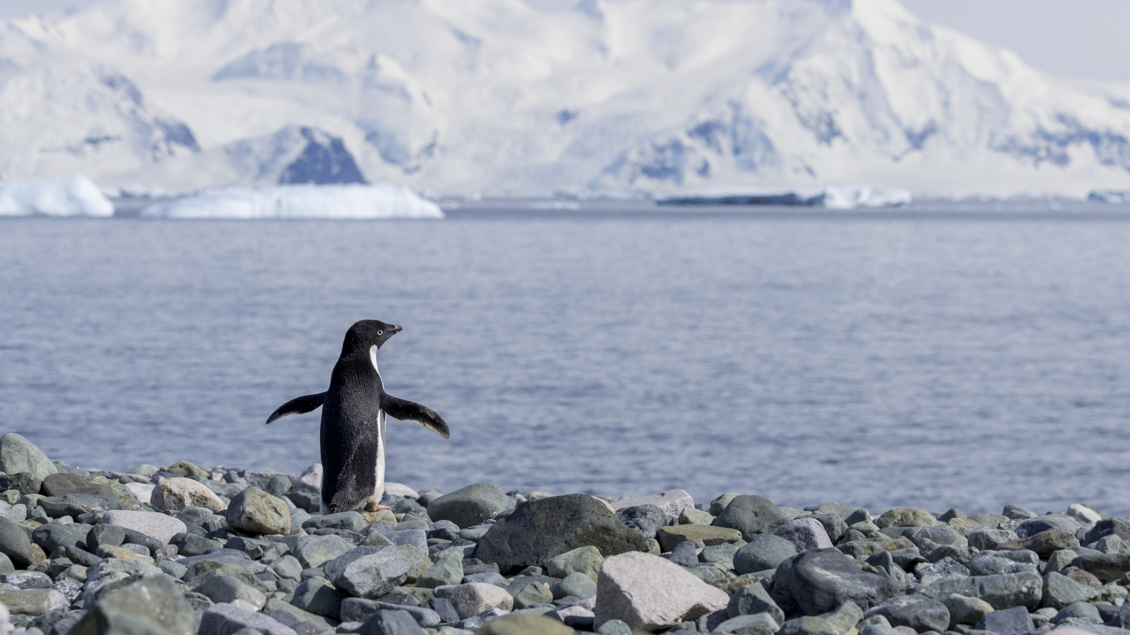 Les crottes de pingouins ont un effet inattendu sur le ciel de l'Antarctique