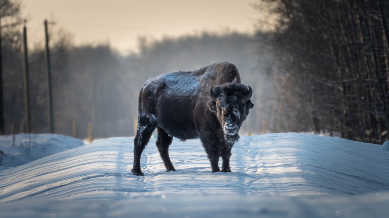 un bison se dresse sur une route enneigée dans le parc national Elk Island