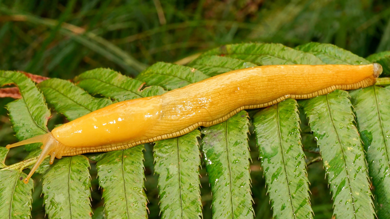 Une grande limace banane de Californie (Ariolimax californicus) rampant sur une feuille
