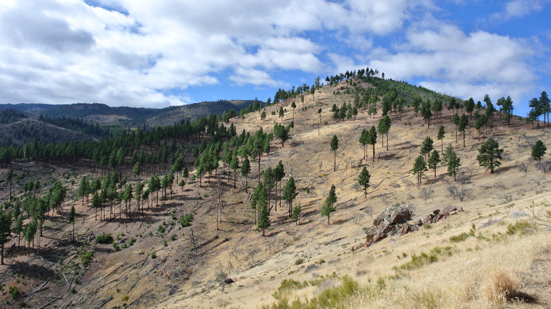 paysage de forêt et de montagne désertique dans la forêt nationale de Humboldt-Toiyabe