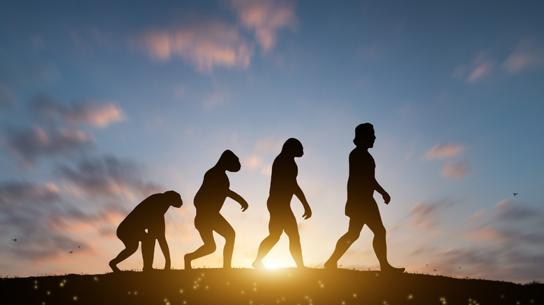 Une image montrant les étapes de l'évolution humaine